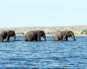 Превью обои слоны, вода, море, прогулка