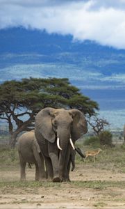 Превью обои слоны, животное, дерево, саванна, дикая природа, африка