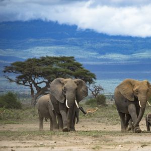 Превью обои слоны, животное, дерево, саванна, дикая природа, африка