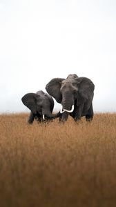 Превью обои слоны, животные, дикая природа, поле, трава