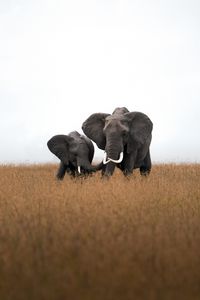 Превью обои слоны, животные, дикая природа, поле, трава