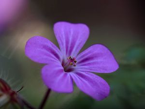 Превью обои смолевка, цветок, лепестки, фиолетовый, макро