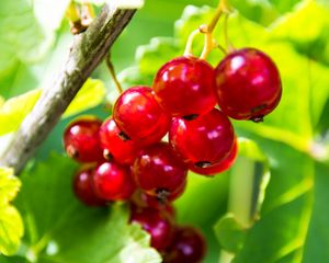Превью обои смородина, ягода, красный, фрукт