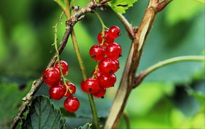 Превью обои смородина, ягоды, листья, ветки, красный, макро