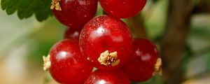 Превью обои смородина, ягоды, листья, красный, макро