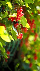 Превью обои смородина, ягоды, листья, макро