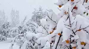 Превью обои снег, деревья, аномалия, погода, персики, покров