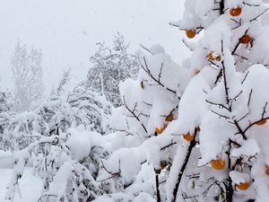 Превью обои снег, деревья, аномалия, погода, персики, покров