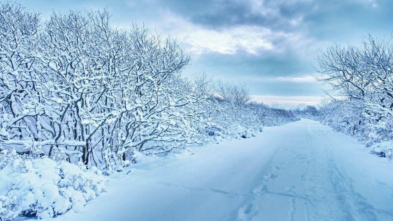 Обои снег, деревья, дорога, следы, зима, пасмурно