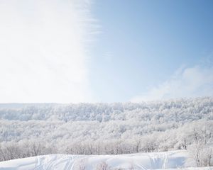 Превью обои снег, деревья, небо