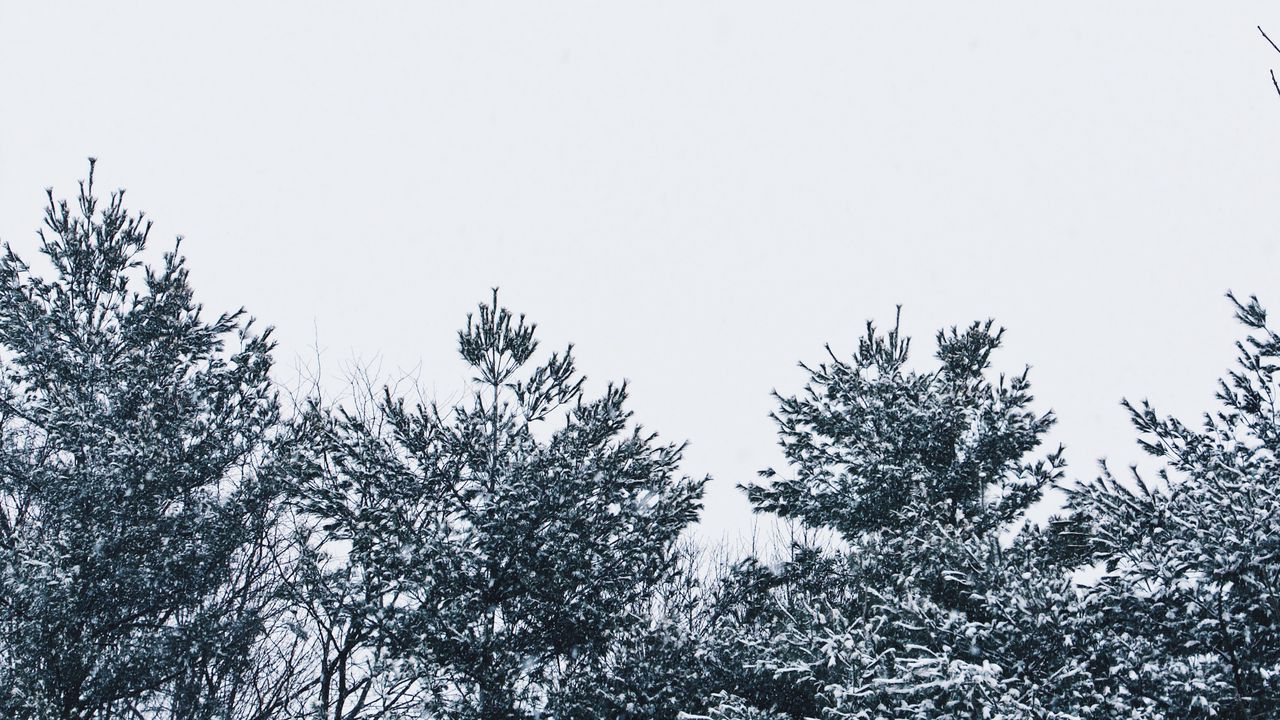 Обои снег, деревья, небо, белый