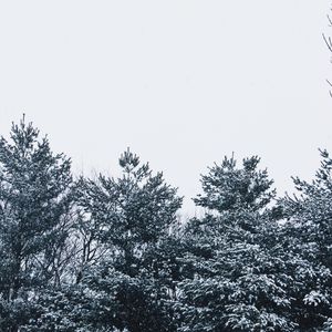 Превью обои снег, деревья, небо, белый