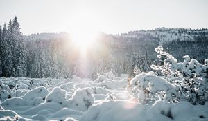 Превью обои снег, деревья, солнце, зима, пейзаж