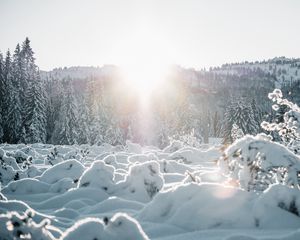 Превью обои снег, деревья, солнце, зима, пейзаж