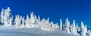 Превью обои снег, деревья, зима, заснеженный, пейзаж