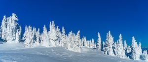 Превью обои снег, деревья, зима, заснеженный, пейзаж