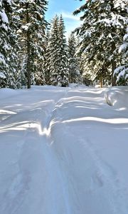 Превью обои снег, деревья, зима, тропа, солнечный свет