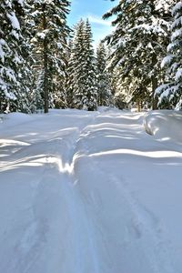 Превью обои снег, деревья, зима, тропа, солнечный свет