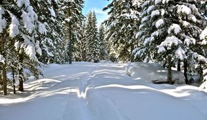 Превью обои снег, деревья, зима, тропа, солнечный свет