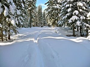 Превью обои снег, деревья, зима, тропа, солнечный свет