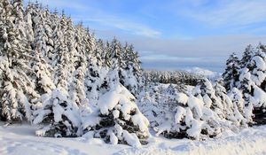 Превью обои снег, елки, деревья, зима