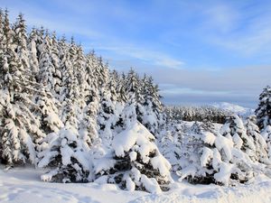 Превью обои снег, елки, деревья, зима