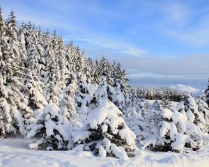 Превью обои снег, елки, деревья, зима