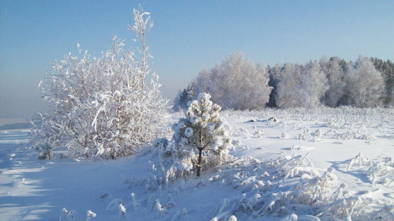 Обои снег, иней, деревья, холод
