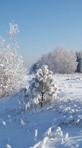 Превью обои снег, иней, деревья, холод