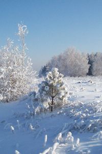 Превью обои снег, иней, деревья, холод