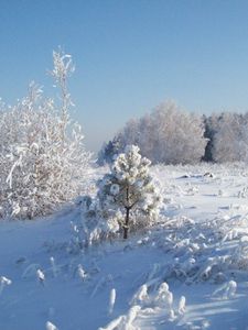 Превью обои снег, иней, деревья, холод