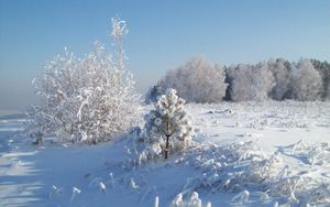 Превью обои снег, иней, деревья, холод