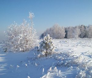 Превью обои снег, иней, деревья, холод