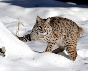 Превью обои снег, лес, рысь, кошка