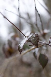 Превью обои снег, листья, ветки, природа, макро