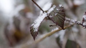 Превью обои снег, листья, ветки, природа, макро