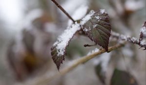 Превью обои снег, листья, ветки, природа, макро