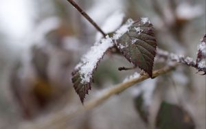 Превью обои снег, листья, ветки, природа, макро