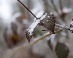 Превью обои снег, листья, ветки, природа, макро