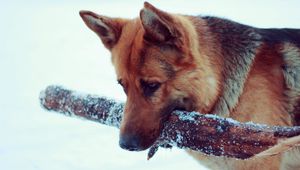 Превью обои снег, пес, апорт, немецкая овчарка
