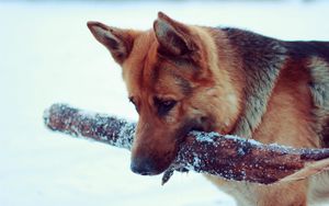 Превью обои снег, пес, апорт, немецкая овчарка