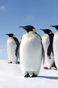 Превью обои снег, пингвины, прогулка
