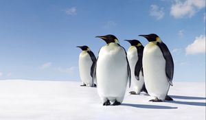Превью обои снег, пингвины, прогулка