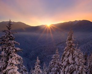 Превью обои снег, природа, мороз, елки, закат, лесогорье, красивый, зима