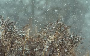 Превью обои снег, снегопад, зима, растения, природа