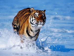 Превью обои снег, тигр, пена, прыжок