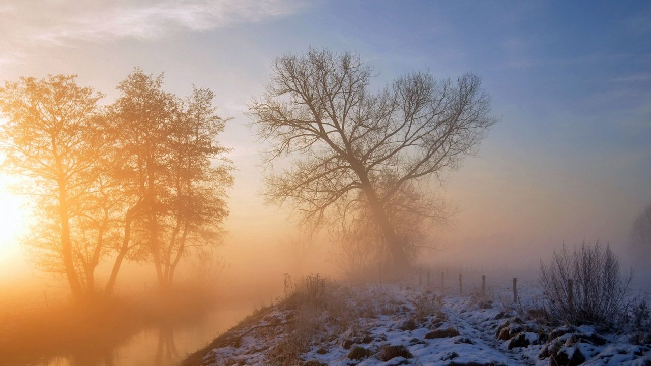 Обои снег, трава, дерево