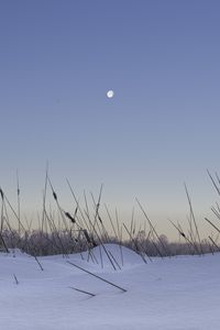 Превью обои снег, трава, луна, вечер