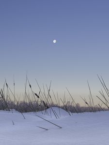 Превью обои снег, трава, луна, вечер