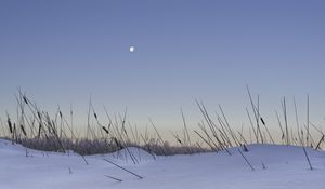 Превью обои снег, трава, луна, вечер